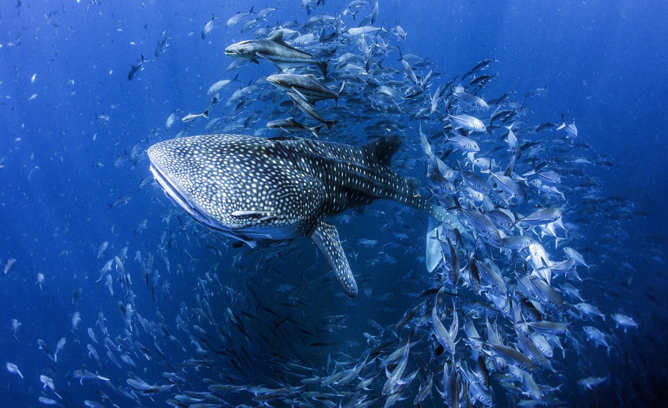 image of whale shark copyright Dan Charity