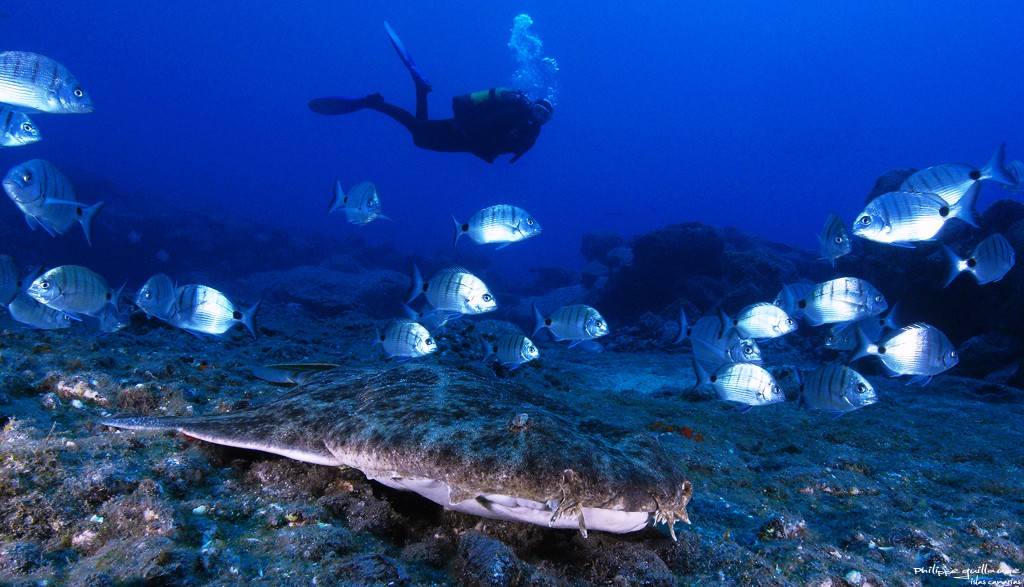 image of angel shark