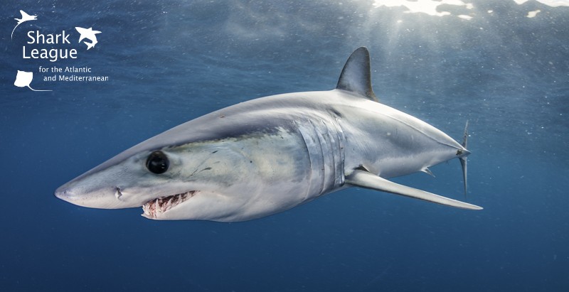 image of mako shark league