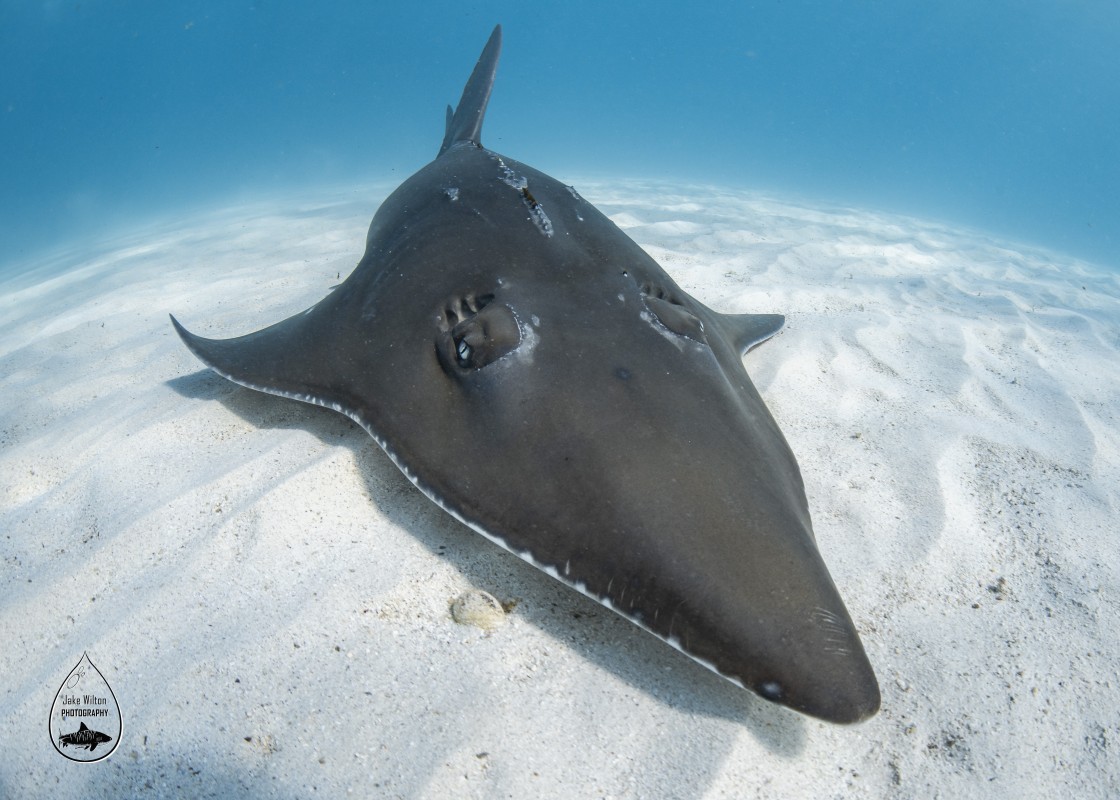 Giant Guitarfish - Photos Copyright Jake Wilton