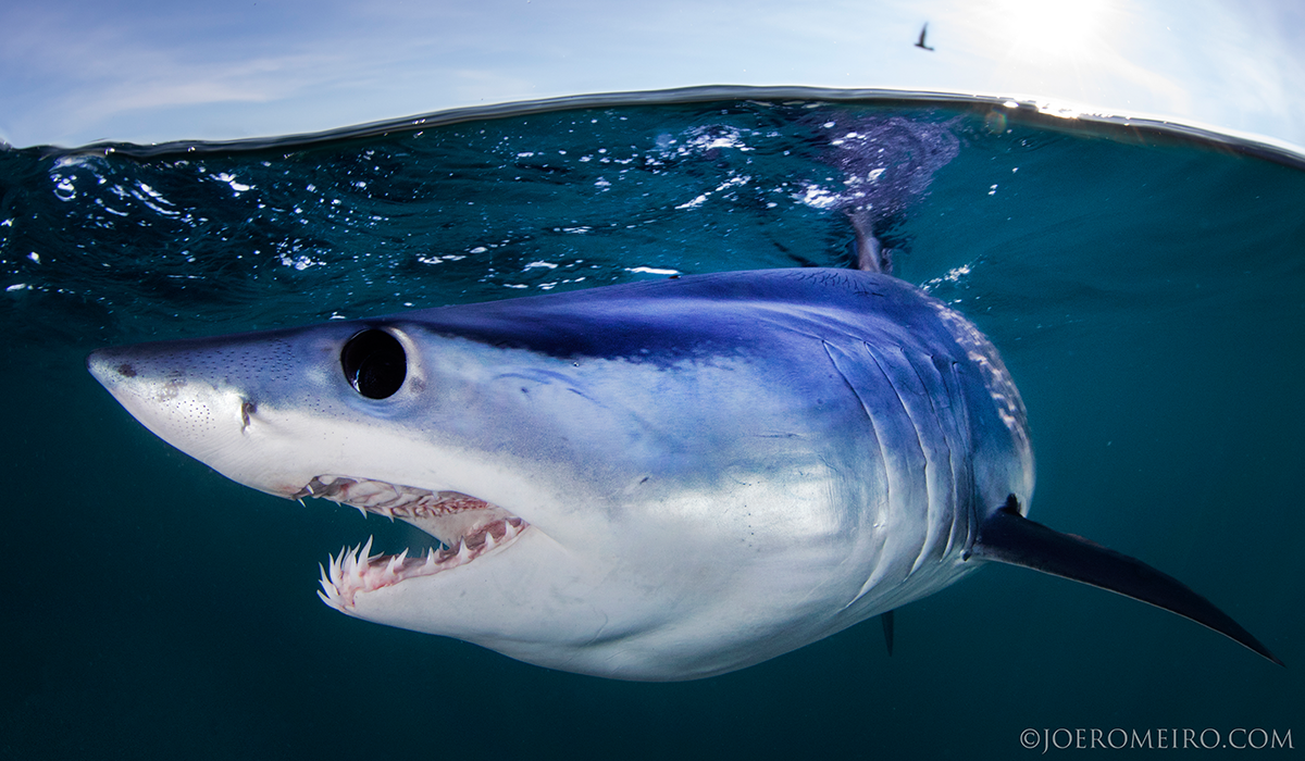 image of mako sharks by Joe Romeiro