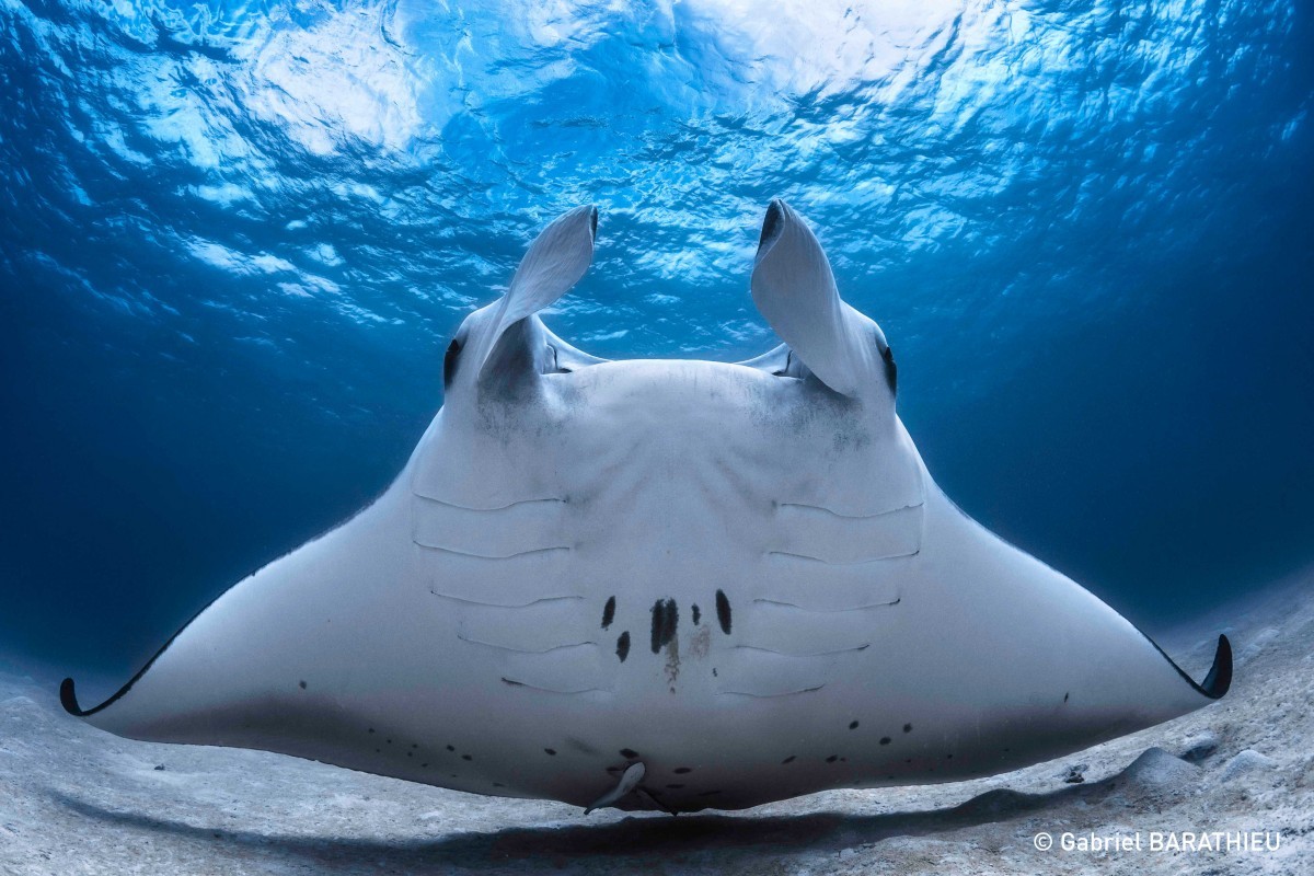 image manta ray © Gabriel BARATHIEU