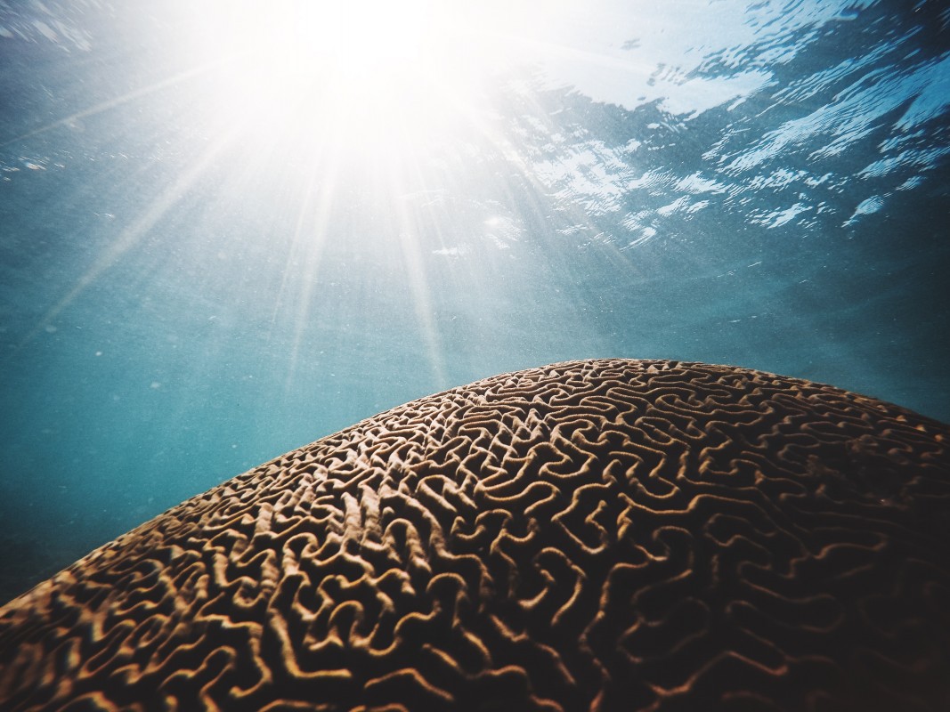 image of brain coral and sun by Daniel Hjalmarsson