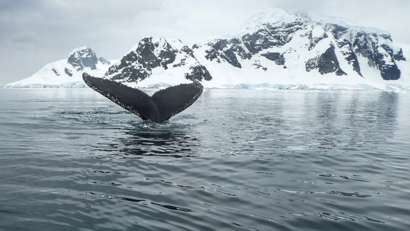 image of whale and glacier unsplash