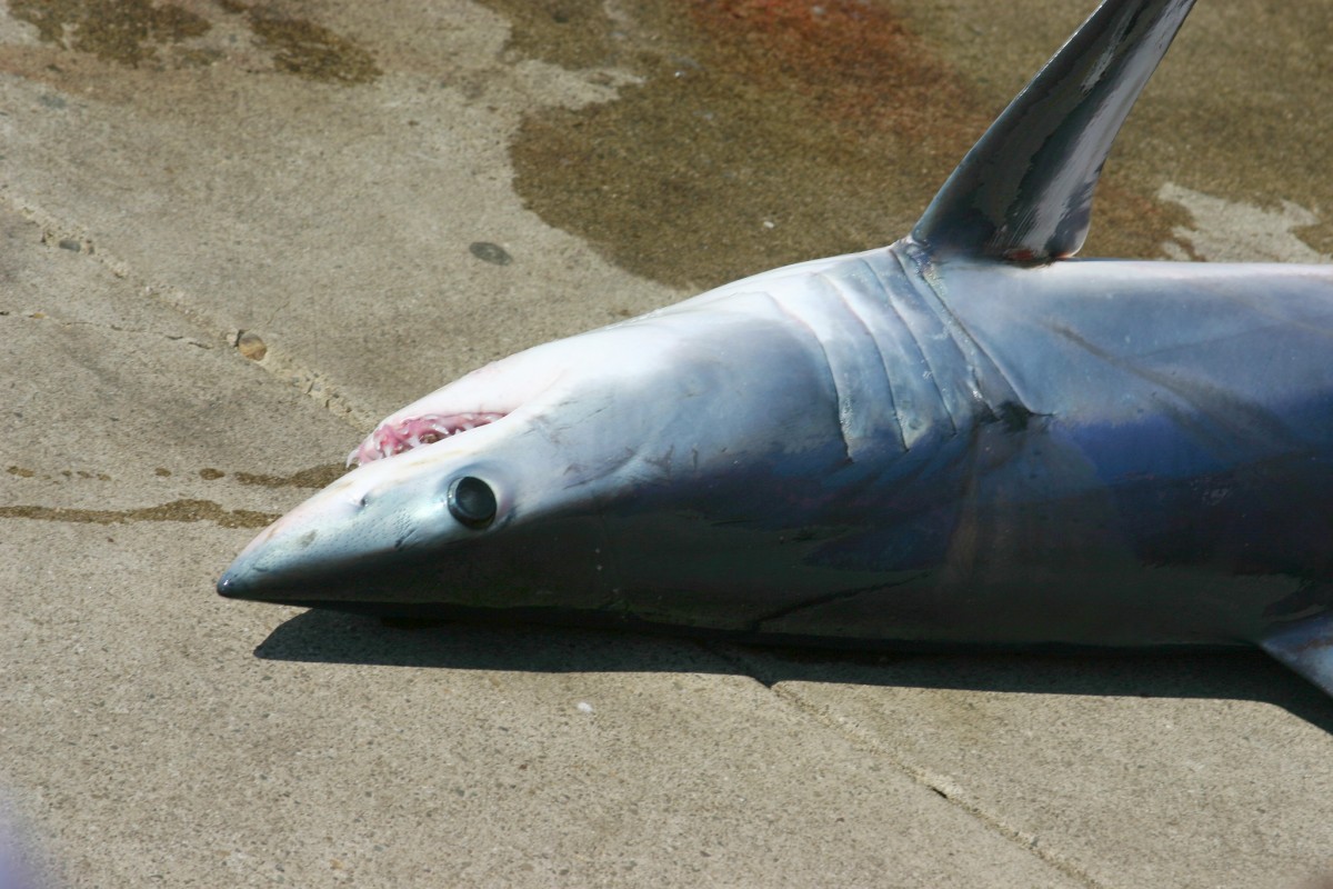 image of Mako Shark from Robert Engberg via Flickr