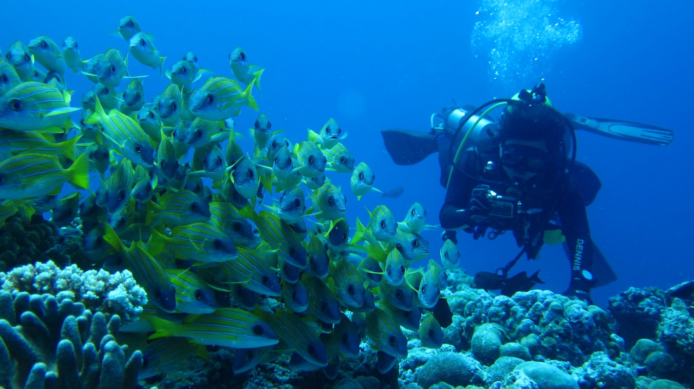 image palau school of fish and diver