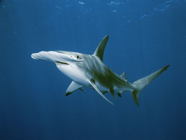 image of hammerhead shark