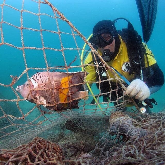 Fish in Net