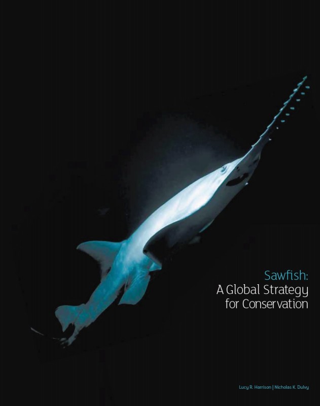 image of sawfish conservation strategy