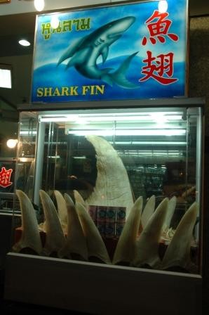 Image of shark fin trade
