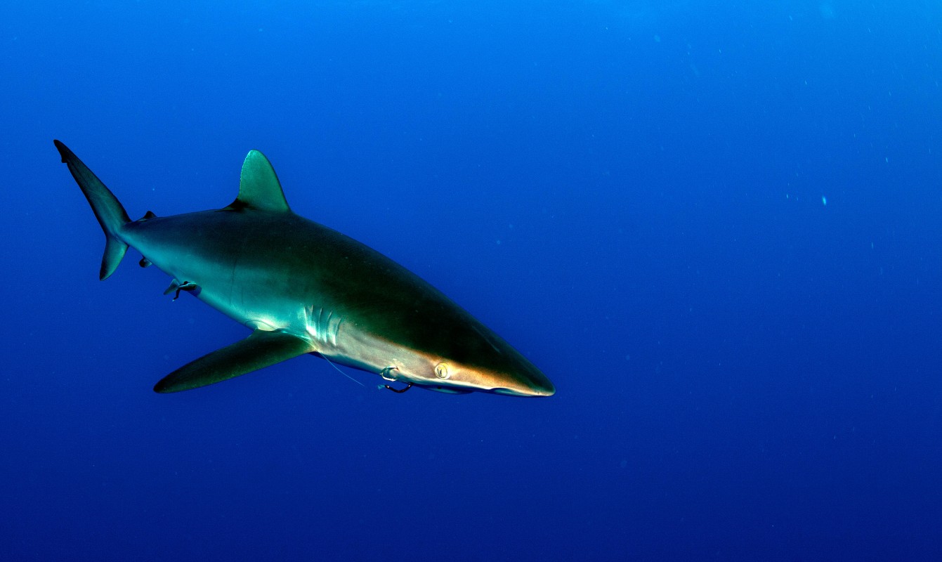 Photo of silky shark