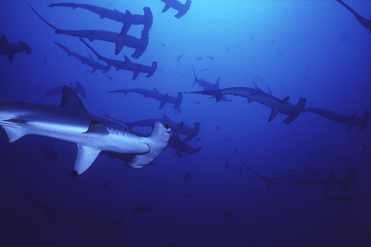 image of hammerhead sharks