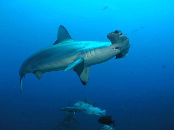 Image of Hammerhead Shark, Cocos Island, Costa Rica