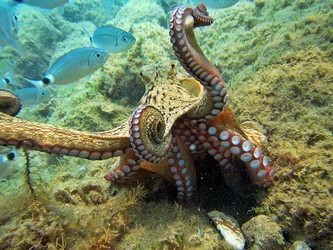 Image of octopus - #MyDiveSite photo contest winner