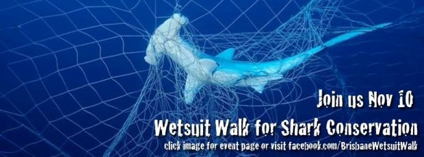 image of shark trapped in net