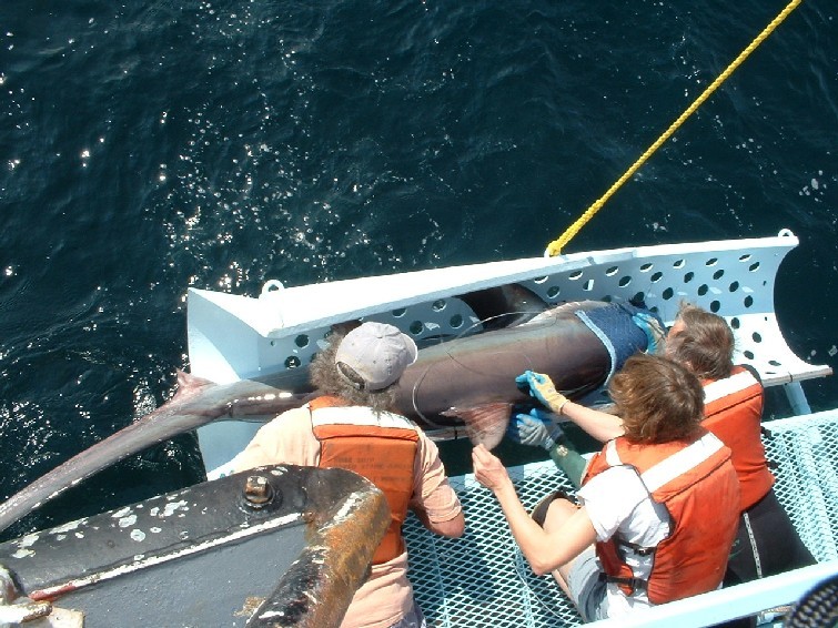 image of shark inspection