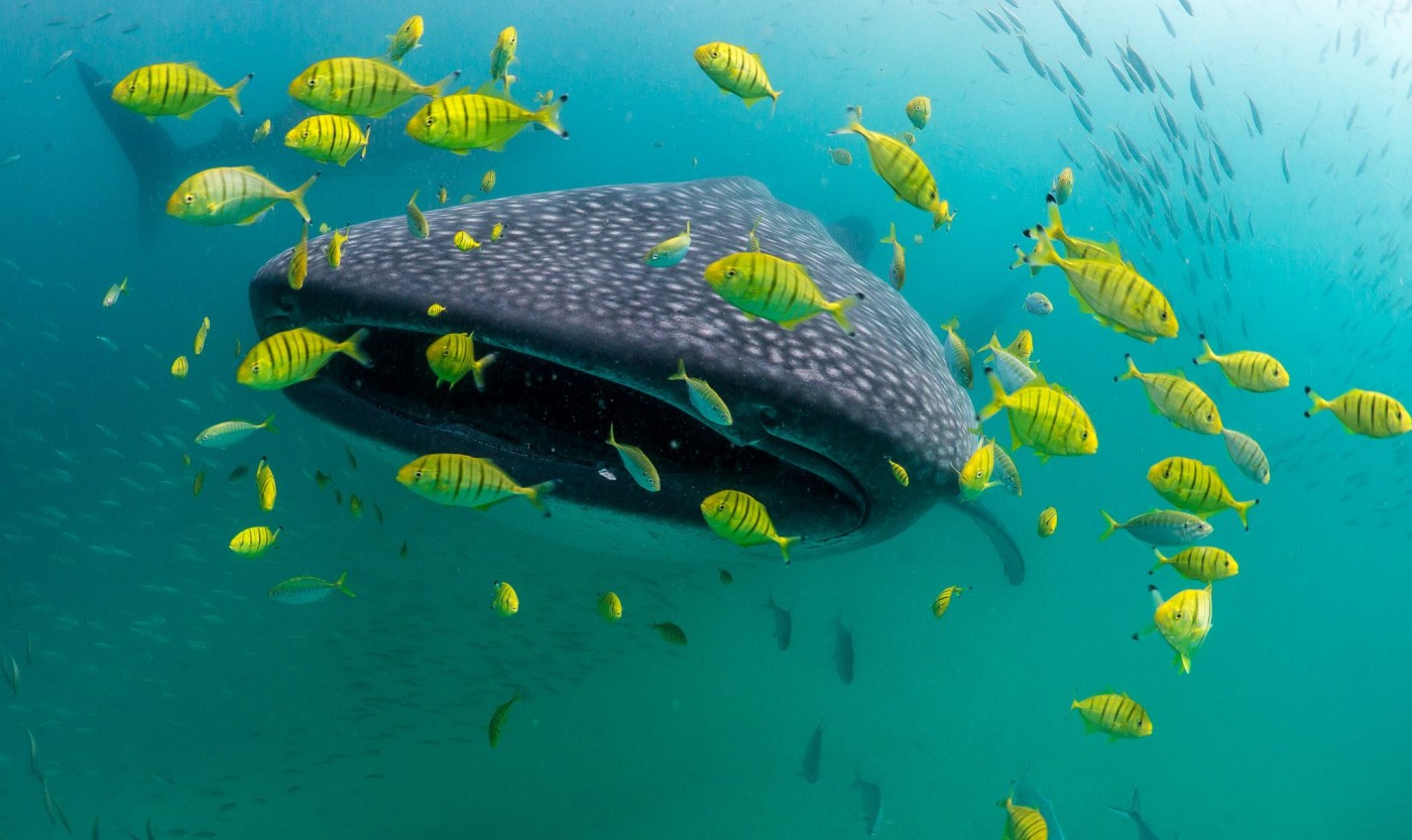 Image of whale shark simon j pierce