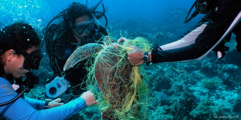 Entangled Turtle