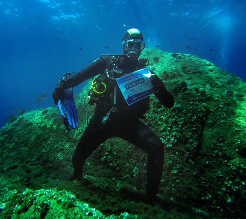 °Divers4SharksNRays Isola D'Elba