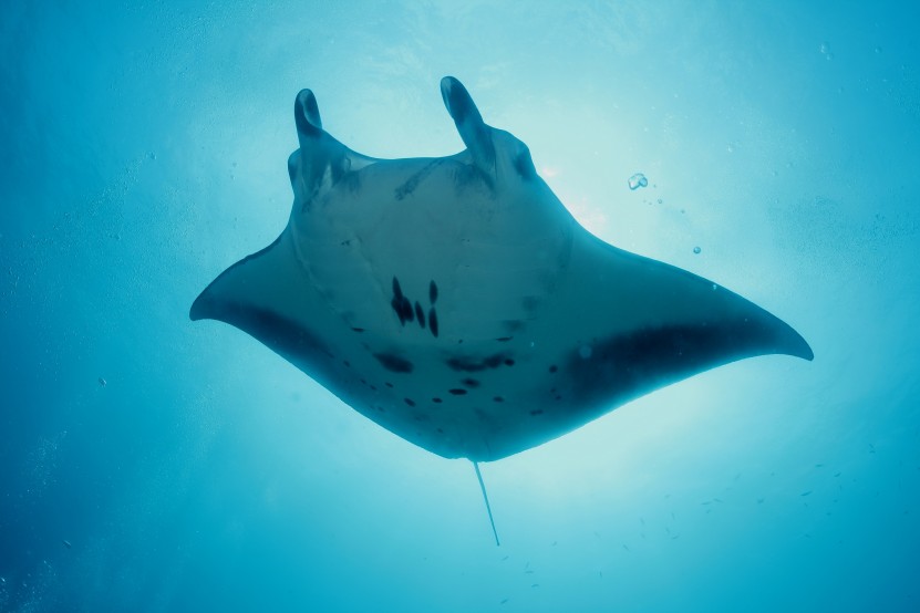 Manta Ray