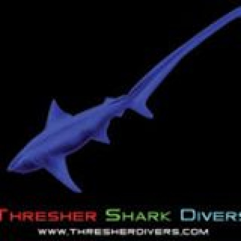 Thresher Shark Divers