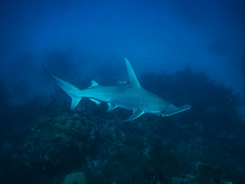 Great Hammerhead from Lionfish Hunt