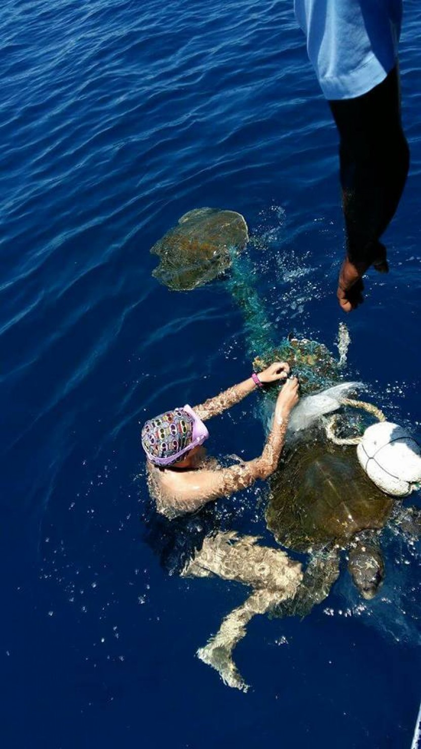 freeing three Olive Ridley Turtles