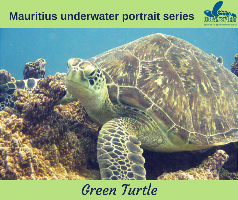 Green Turtle with Ocean Spirit Diving Mauritius