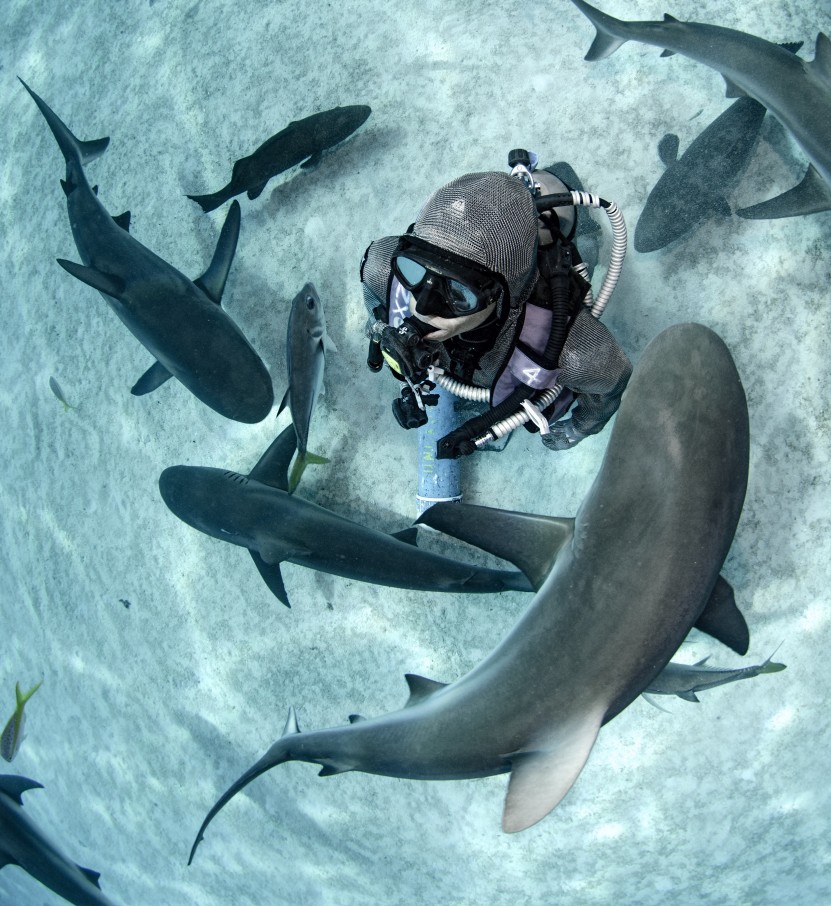 diver is in the ocean surrounded by school of sharks