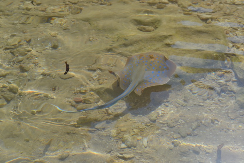 Baby Blue Spotted Ray