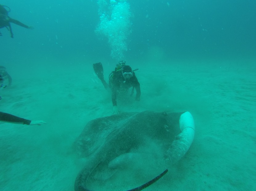 Sting Rays encounter