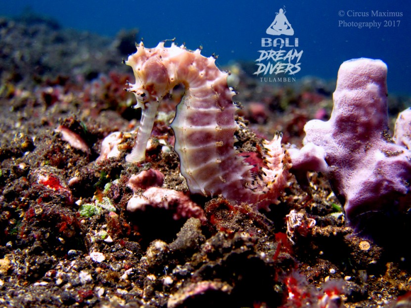 Worth the effort to 'Dive Against Debris' for the gentle Hippocampus barbouri - spotted the day after our event, when our volunteers experienced an exploratory dive at a neighbouring 'macro heaven' reef in Tulamben! 