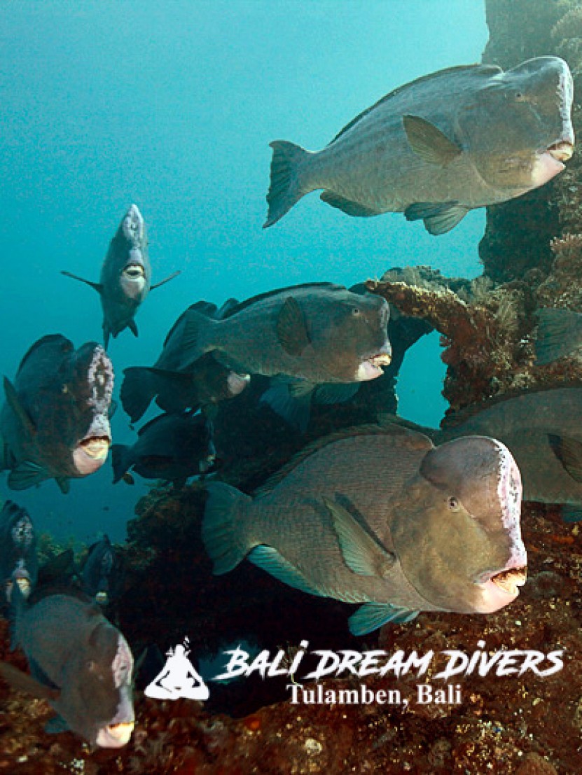 Long-time residents of the shipwreck, the buffalo parrotfish, are also a part of her history!