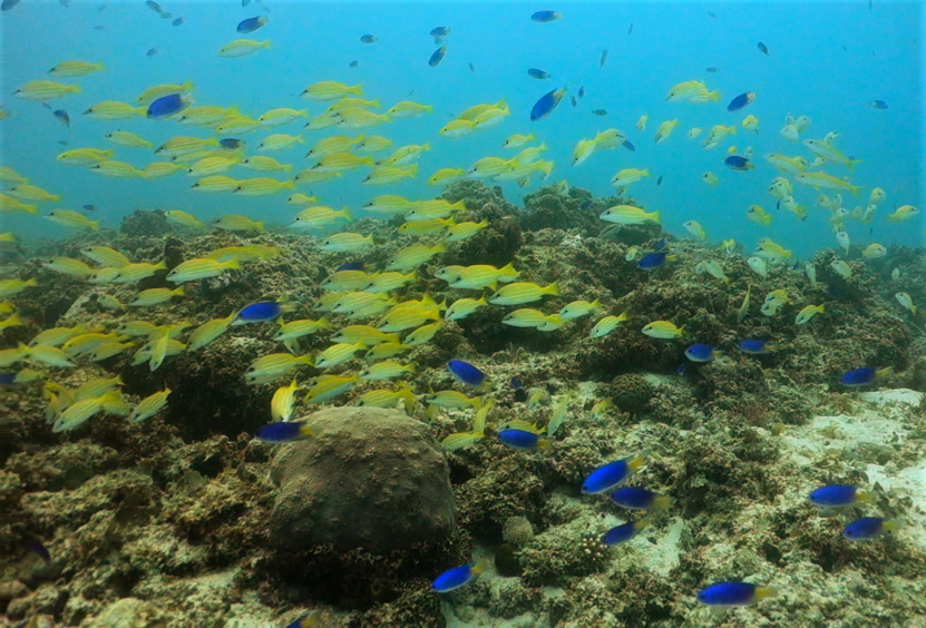 Shoals at Pereybere Aquarium.