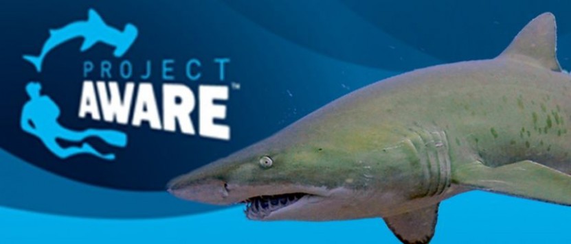 PADI Specialty: AWARE Shark Conservation with Scuba Center Asia