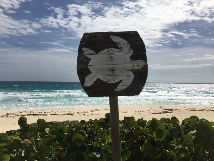 Sea Turtle Nesting Beaches