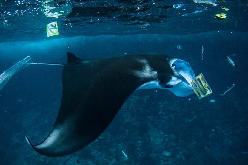 #Dive Against Debris Manta Bay Scuba Center Asia Penida