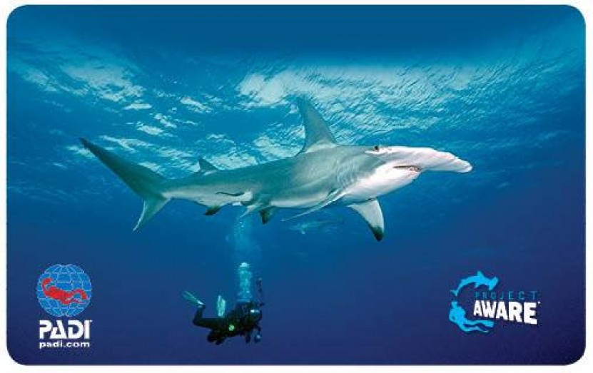 AWARE PADI Shark Conservation Course Adelaide Scuba