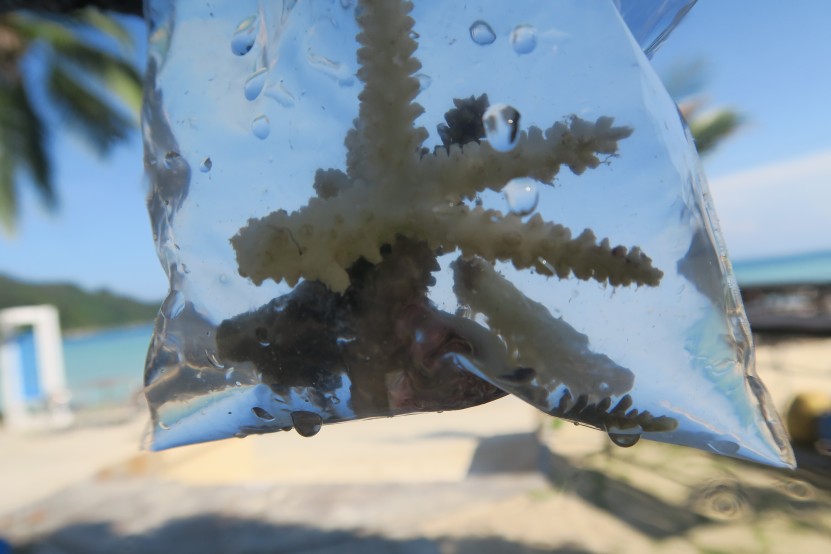 coral damaged by human activity