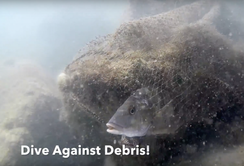 Dive Against Debris Snapper Caught in Ghost Cast Net