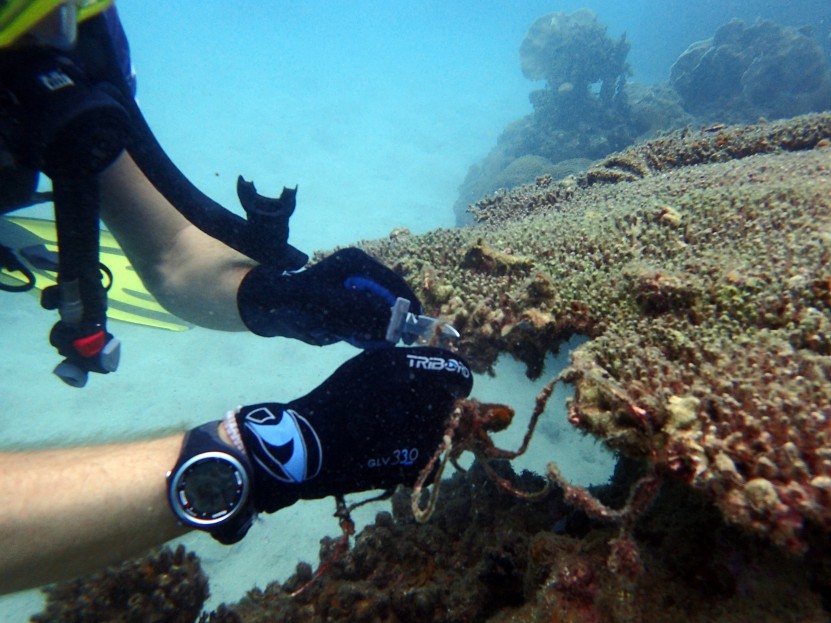 Cutting fiishing line from table corals