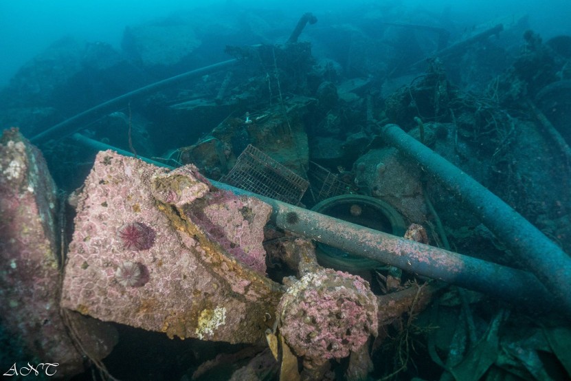 Lofoten Diving Clean Up