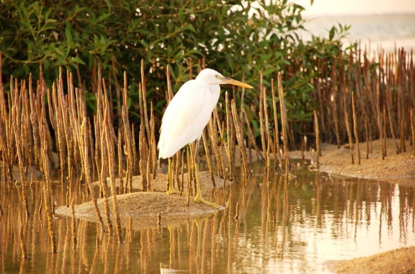 PLEAS SAVE OUR MANGROVE STANDS Photo by/ Ahmed F.Gad - Copyright © 2011