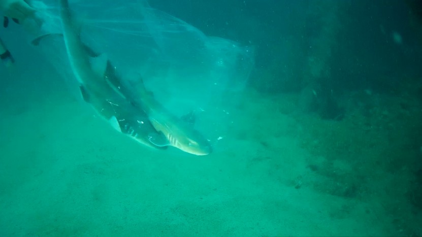 Shark release Hardeep wreck