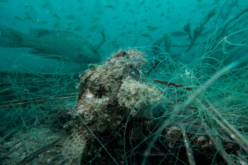 scorpion fish trapped