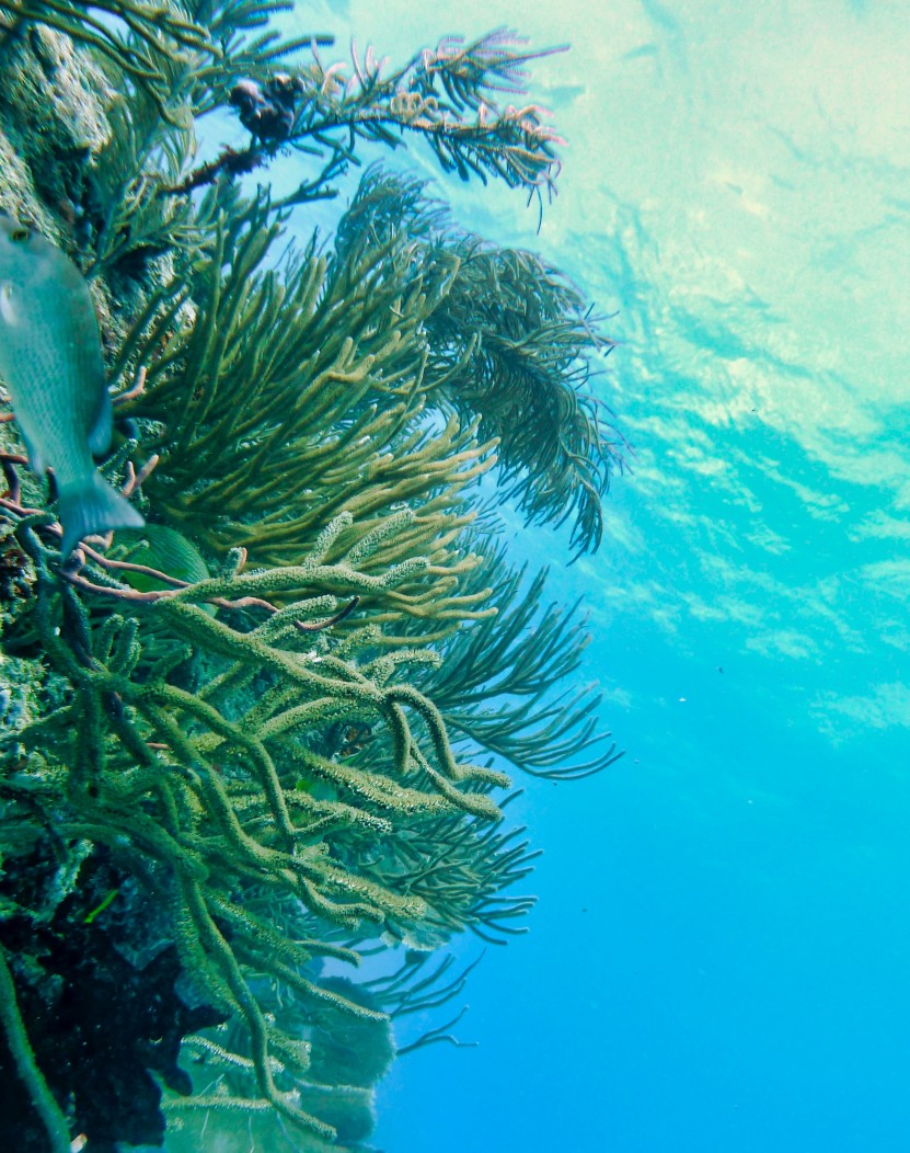 Tulum Reef