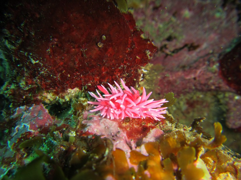 Okenia rosacea nudibranquio que puede ser confundido con anemonas 