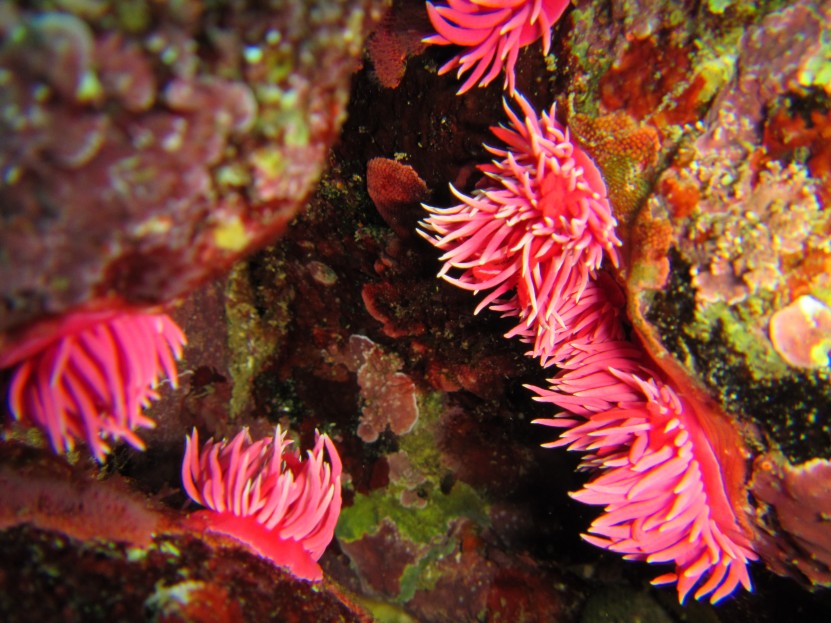 Nudibranch aggregation