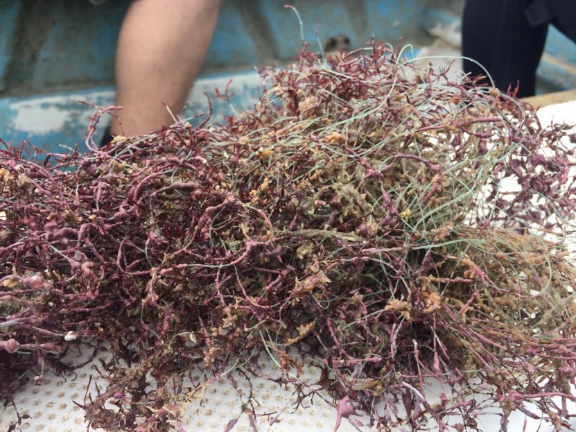 Fishing lines impact the reefs and fisheries