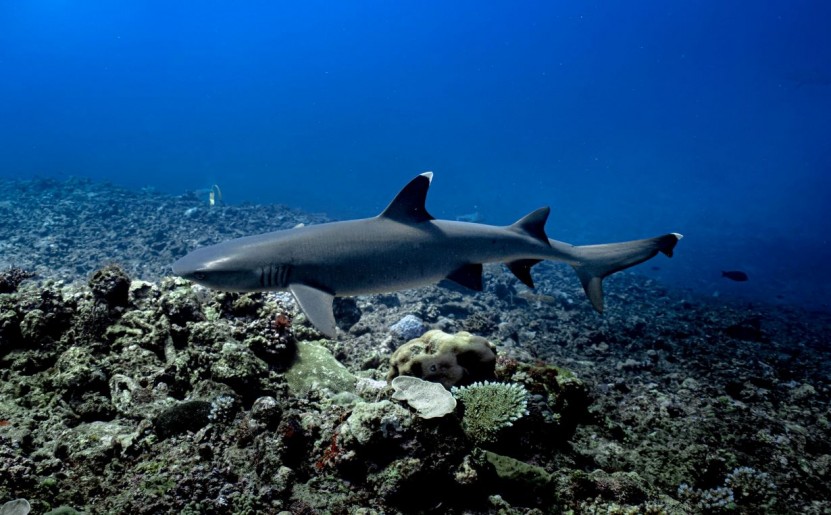 White Tip Reef Shark